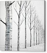 Row Of Birch Trees In The Snow Canvas Print