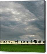 Row Of Birch Trees With Stormy Sky Canvas Print