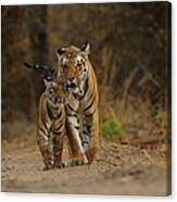 Royal Bengal Tiger With Cub Canvas Print