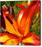 Royal Sunset Lily Canvas Print