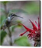 Ruby-throated Hummer Canvas Print