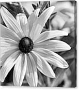 Rudbeckia Hirta Canvas Print