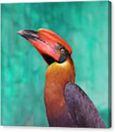 Rufous Hornbill (buceros Hydrocorax Canvas Print