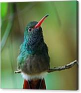 Rufous-tailed Hummingbird Canvas Print