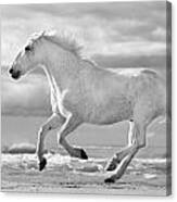 Run White Horses Iii Canvas Print