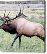 Running Bull Elk Canvas Print