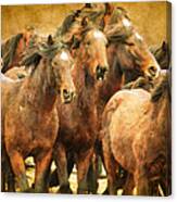 Running Herd Canvas Print