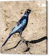 Ruppell's Glossy-starling Canvas Print