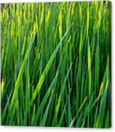 Rushes In The Light Wc 2 Canvas Print