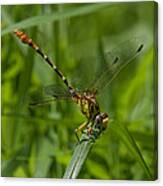 Russet-tipped Clubtail Dragonfly Din246 Canvas Print