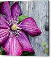 Rustic Clematis Canvas Print