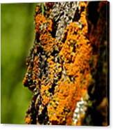 Rusty Moss And Green Bokeh Canvas Print
