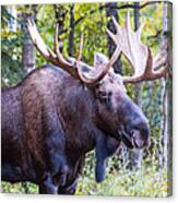 Rutting Alaskan Bull Moose Canvas Print