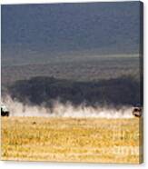 Safari Dust Canvas Print