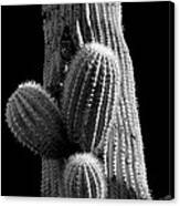 Saguaro 5 Canvas Print