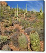 Saguaro And Barrel Cacti  Tonto N M Canvas Print