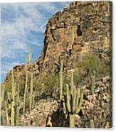 Saguaro Cacti Sabino Canyon Canvas Print