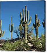 Saguaro Cactus, Catalina State Park Canvas Print