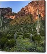 Saguaro Cactus In Front Of Picacho Peak Canvas Print
