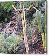 Saguaro Skeleton Canvas Print