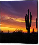 Saguaro Sunset Ii Canvas Print