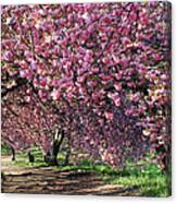 Sakura In Central Park Canvas Print