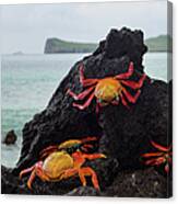 Sally-lightfoot Crabs Canvas Print