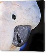 Salmon Crested Cockatoo Smiling Close Up Canvas Print