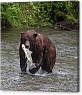 Salmon For Lunch Canvas Print
