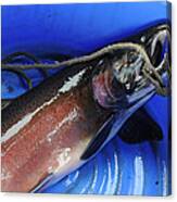 Salmon In Blue Canvas Print