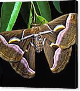Samia Cynthia Silk Moth Canvas Print