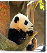 San Diego Zoo Panda Bear Xiao Liwu Canvas Print