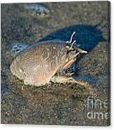 Sand Crab Or Mole Crab Canvas Print