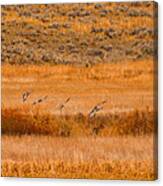Sand Hill Cranes At Slough Creek Yellowstone Canvas Print