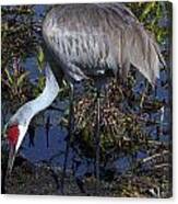 Sandhill Crane 035 Canvas Print