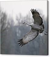 Sandhill Crane Canvas Print