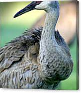 Sandhill Crane Canvas Print