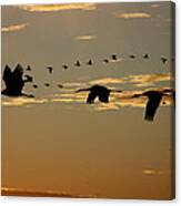 Sandhill Cranes At Sunset Canvas Print