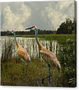 Sandhill Cranes Courting Canvas Print