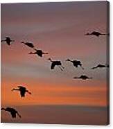 Sandhill Cranes Landing At Sunset Canvas Print