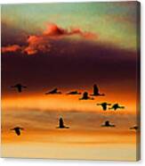 Sandhill Cranes Take The Sunset Flight Canvas Print
