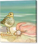 Sandpiper On Beach Canvas Print