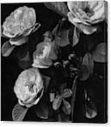 Sarah Van Fleet Variety Of Roses Canvas Print
