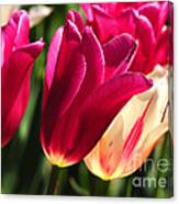 Satin Tulips Canvas Print