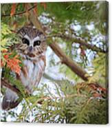 Saw-whet Owl Canvas Print