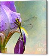 Say Hello To Spring Canvas Print