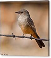 Say's Phoebe On A Barbed Wire Canvas Print