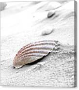 Scallop Shell Canvas Print