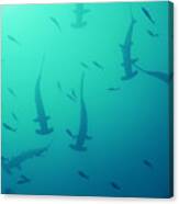 Scalloped Hammerhead Sharks Canvas Print