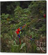 Scarlet Macaw And Green Winged Macaws Canvas Print